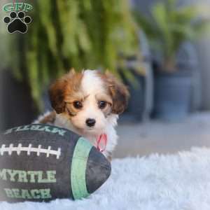 Scout, Cavachon Puppy